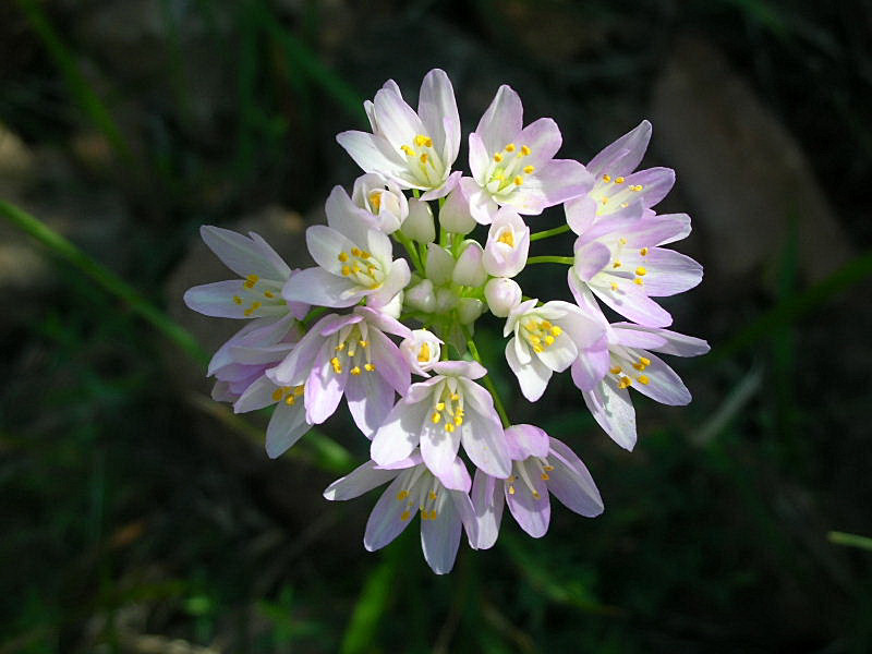 Allium roseum / Aglio roseo